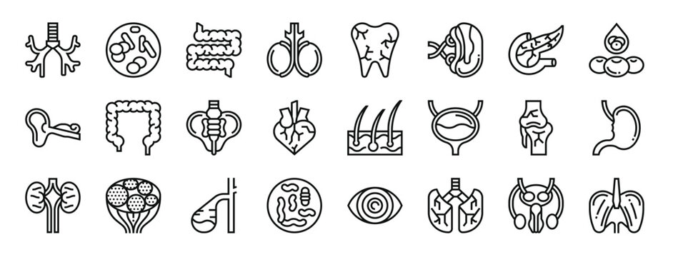 set of 24 outline web human organs icons such as bronchus, chromosome, intestine, testicles, tooth, spleen, pancreas vector icons for report, presentation, diagram, web design, mobile app
