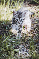 Portrait d'un petit chaton tigré en train de jouer dehors