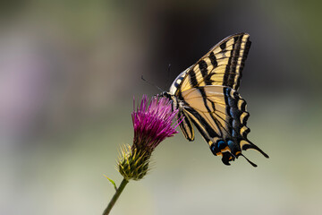 Western Tiger Swallowtail (Papilio rutulus) Feeding on an Arizona Thistle Bloom and showing its Colors