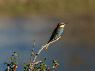 European bee-eater (Merops apiaster). 