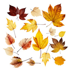 golden dry leaf for autumn element vector SET