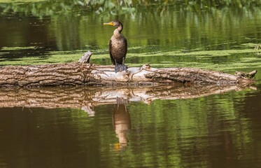 Juvenile double-crested cormorant on a log with a reflection