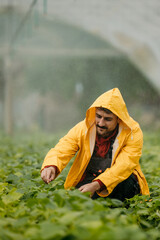Farmer checking plants during a modern vegetable growing with gravity watering in greenhouses.