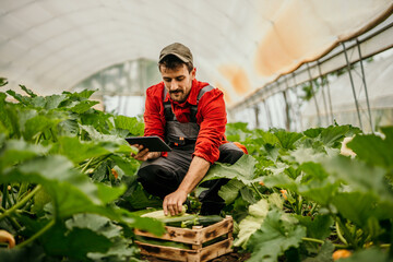 Farmer Controlling Raw Veggies with Digital Tablet in the Greenhouse 