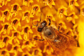 bee pollinates flowers and collects pollen