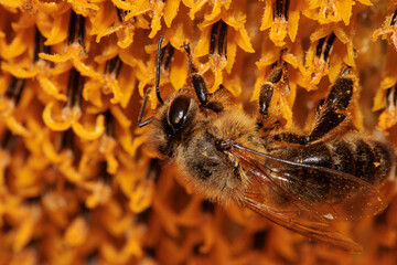 bee pollinates flowers and collects pollen