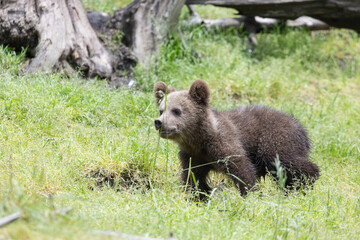 Brown bear cub sitting in a green grass field