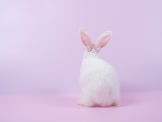 Backside of white rabbit sitting on pink background. Bottom of white rabbit.