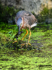 Green Heron caught a frog in the pond