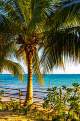 Caribbean beach tropical nature palm trees Playa del Carmen Mexico.