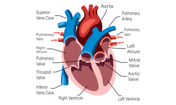 Human Heart Blood Flow Cell Line Art Vector and Illustration Design