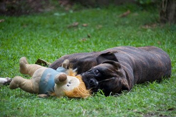 Cachorro da raça boxer tigrado brincando com pelucia na grama verde