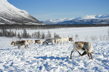 Rentiere und Schnee im Winter in Norwegen