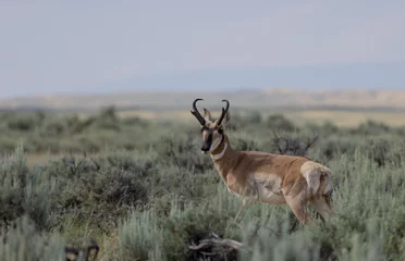 Fotobehang Pronghorn Antelope Buck in the Wyoming Desert © natureguy