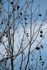 semillas del árbol Platanus × hispanica