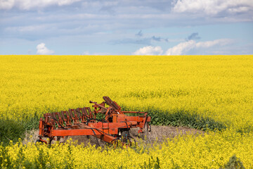 Fototapeta premium Canola Crrops in Eastern Washington