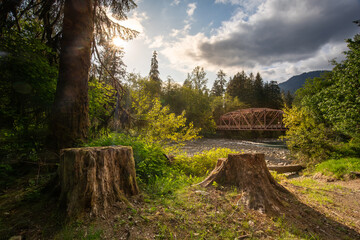 Late afternoon sun filters through the trees