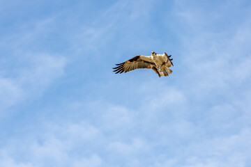 Osprey with Fish