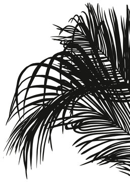 Shadow Palm Leaves silhouette on white wall background, Tropical Coconut Leaf Overlay, Element object for Spring Summer, Mock up Product Presentation