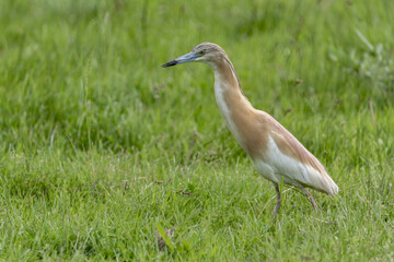 Squacco Heron (Ardeola ralloides) is a common species living in wetlands