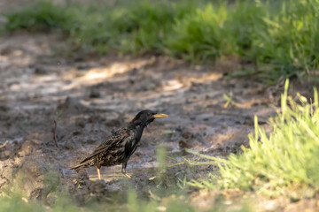 Starling (Sturnus vulgaris) ingle bird bathing in water