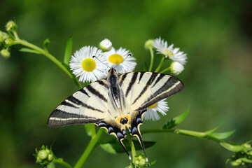 Butterfly Scarce swallowtail (Iphiclides podalirius, sail swallowtail or pear-tree swallowtail) on a flower close-up. Macro photography of a beautiful, rare insect