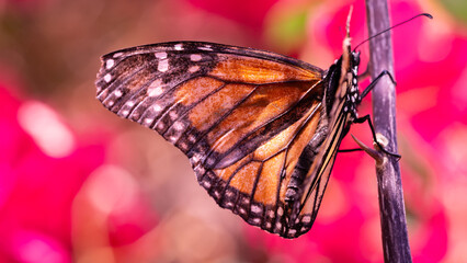 Motyl Monarcha - obrazy, fototapety, plakaty