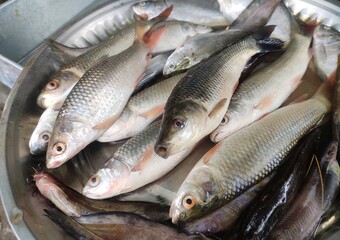 Labeo bata is a fish in genus Labeo. It is in the family Cyprinidae which is widespread in India, Nepal, Bangladesh, Pakistan and Myanmar. It is known as Bhangan in local language in India.