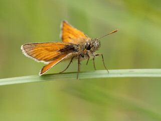Small skipper butterfly