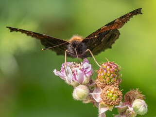 Peacock butterfly