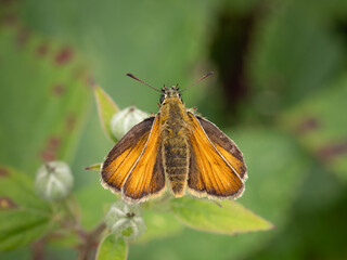 Small skipper butterfly