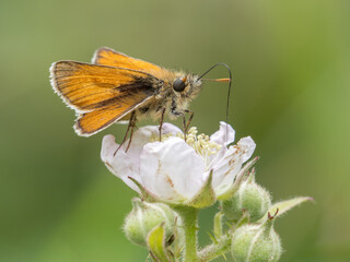 Small skipper butterfly