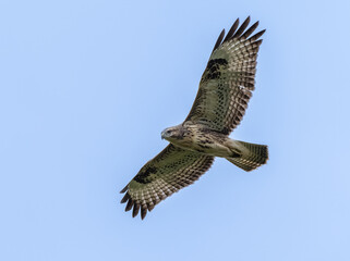 UK common buzzard