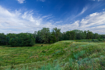 Green meadow covered with flowers and blue sky with cirrus clouds at background.