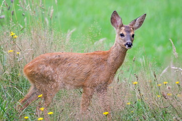 Baby Capreolus capreolus european roe deer just noticed that someone watching her on a field. Summer evening, Czech republic nature.