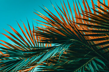 a close up of palm leaves on top of a blue sky - obrazy, fototapety, plakaty
