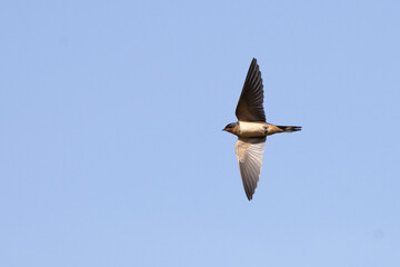 A swallow in flight—most likely a barn swallow (Hirundo rustica) over Myakka River State Park in Florida