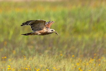 A red-shouldered hawk (Buteo lineatus) flies away after catching a grasshopper in its beak at Myakka River State Park, Florida
