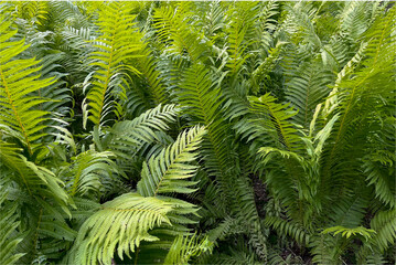 in summer, an ornamental fern grows in the park