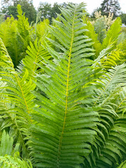 in summer, an ornamental fern grows in the park
