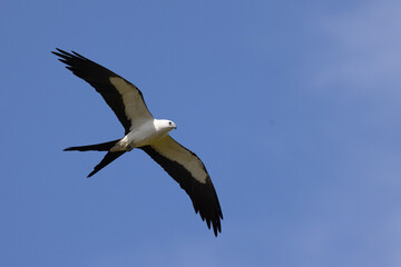 Fototapeta na wymiar Beautiful swallow-tailed kite (Elanoides forficatus), an agile bird, in flight over Myakka River State Park in Florida