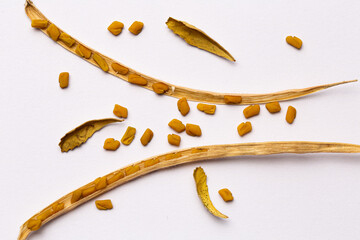 Fenugreek Seeds and Dried Legumes on White Background.