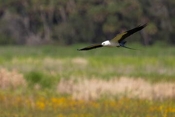 Beautiful swallow-tailed kite (Elanoides forficatus), an agile bird, in flight over Myakka River State Park in Florida