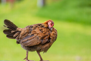 Chicken on Hawaii