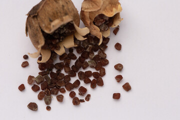 Cyclamen Seed Capsules on White Background