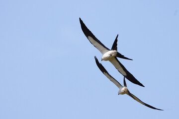 Beautiful swallow-tailed kite (Elanoides forficatus), an agile bird, in flight over Myakka River State Park in Florida