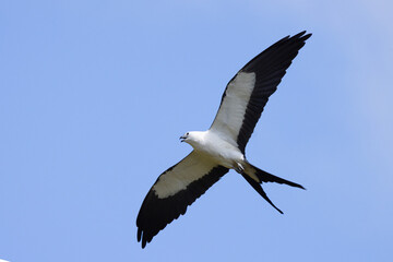Beautiful swallow-tailed kite (Elanoides forficatus), an agile bird, in flight over Myakka River...
