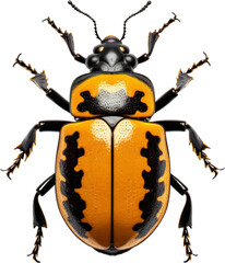 Beetle insect clip art