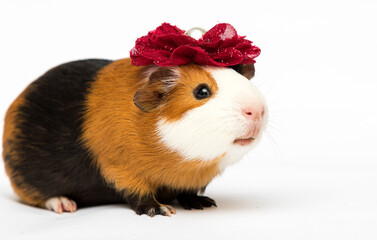 cute guinea pig in a hat