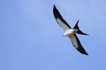 Beautiful swallow-tailed kite (Elanoides forficatus), an agile bird, in flight over Myakka River State Park in Florida